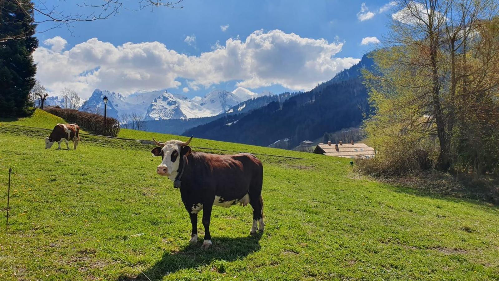Hotel Le Rookie Mountain Le Grand-Bornand Exterior foto